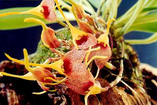 Masdevallia zahlbruckneri